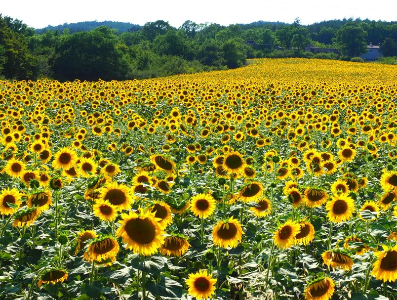 Polje suncokreta